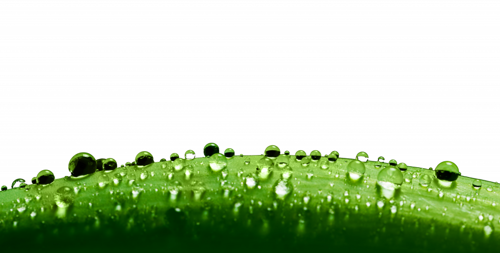 water_leaf myDNAhealth