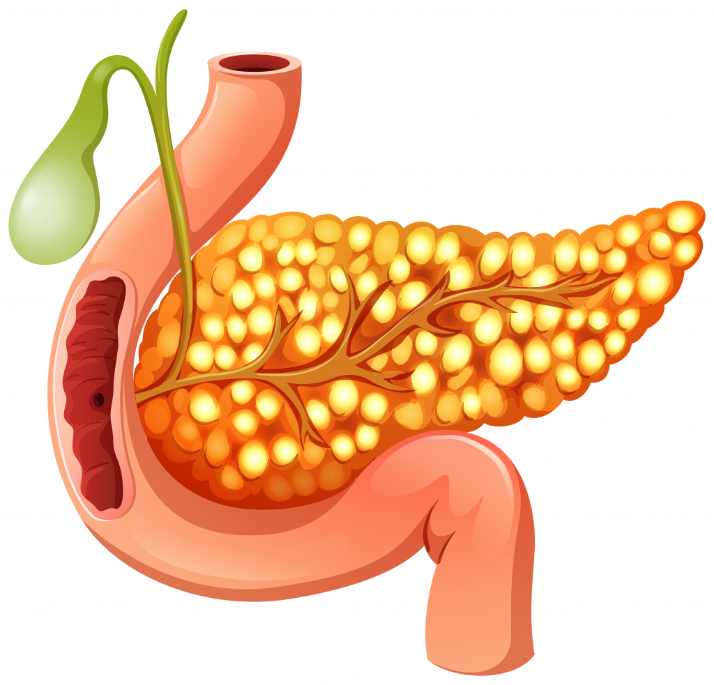 What is Insulin and why we should keep its levels as low as possible